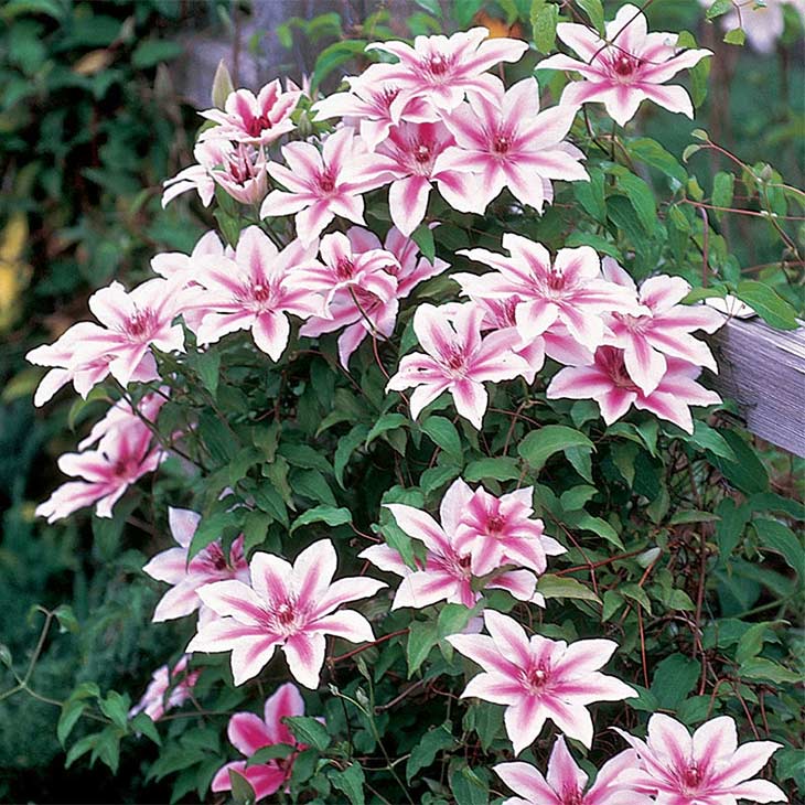 How To Grow & Plant Clematis Vines