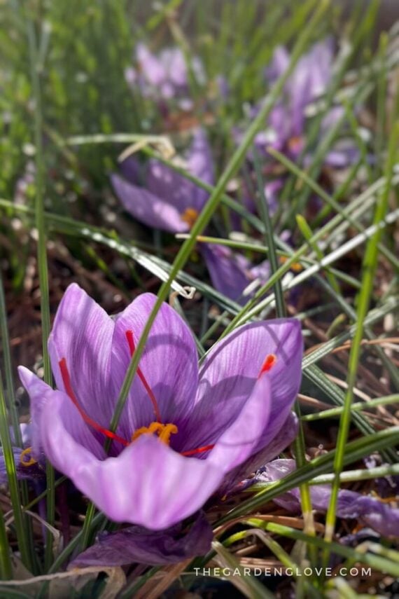 saffron crocus bloom from Eden Brothers ready for harvest