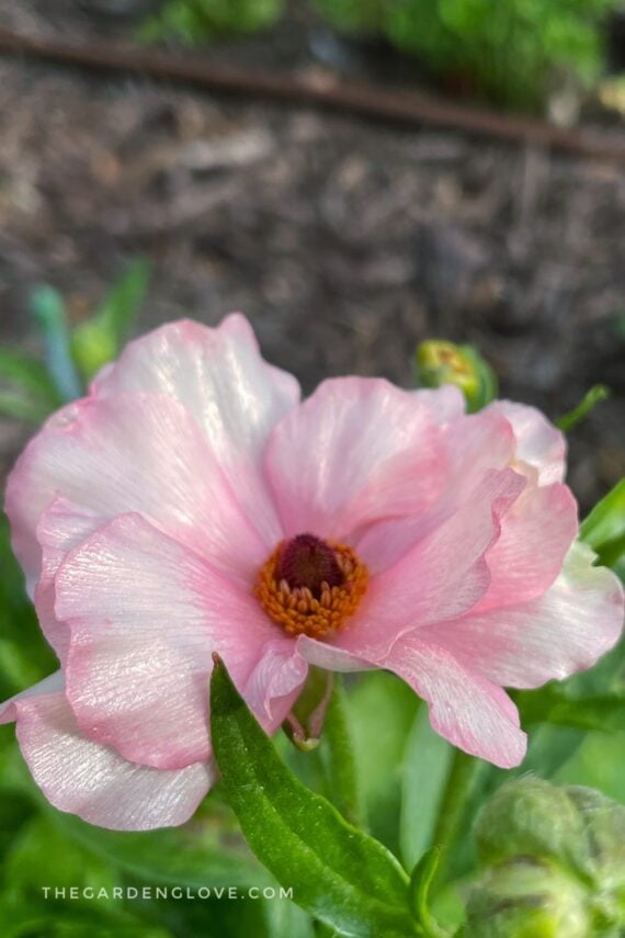 blush pink butterfly ranunculus