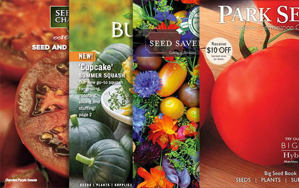 Prime 10 Seed Catalogs for 2024