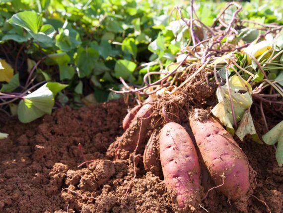 sweet potatoes still attached to the plant, being pulled form the ground in the garden
