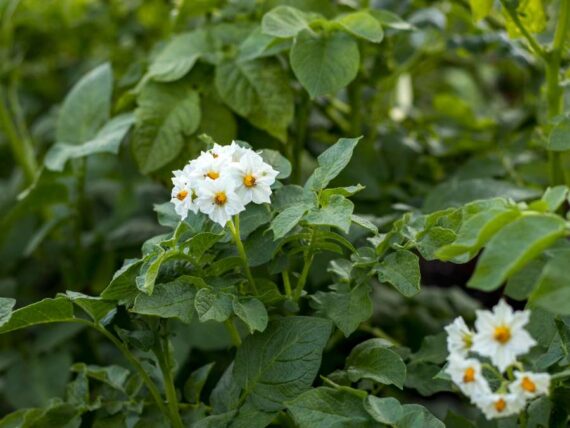 a potato plant in bloom with white clusters of star shaped flowers with yellow centers