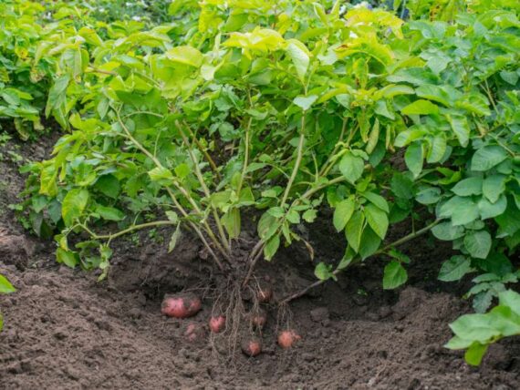 potato plants being pulled from garden soil with small potatoes attached at the roots