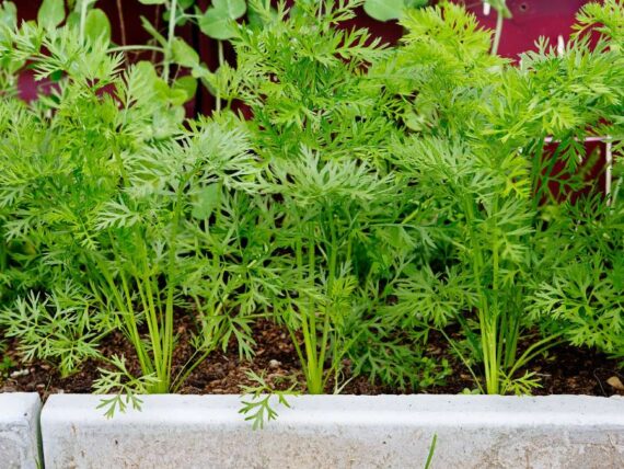 carrot tops growing in a raised garden bed