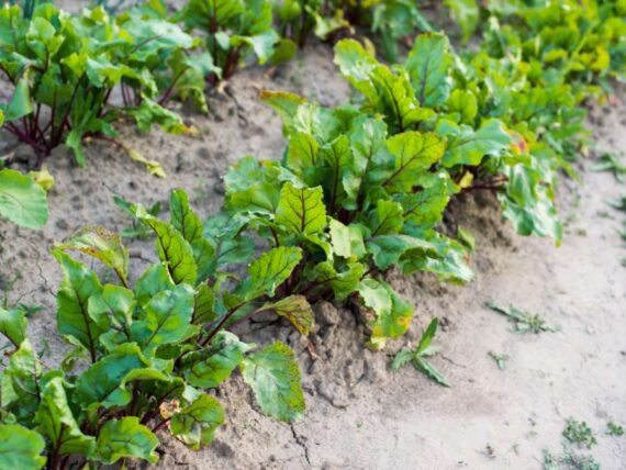 beet tops growing in garden with sandy soil