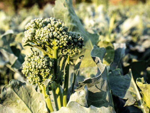 broccolini stalks ready for harvest