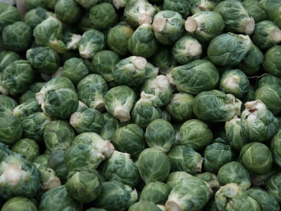 close up of lots of Brussels sprouts talking up the whole photo