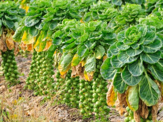 a row of tall Brussels sprouts plants