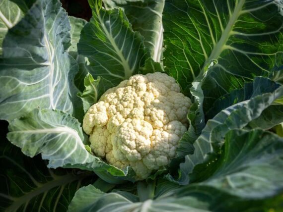 cauliflower head growing on plant, ready for harvest