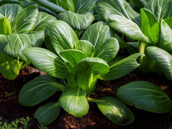 small bok choy plants growing in the garden