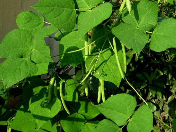 green bean plant with green beans ready for harvest