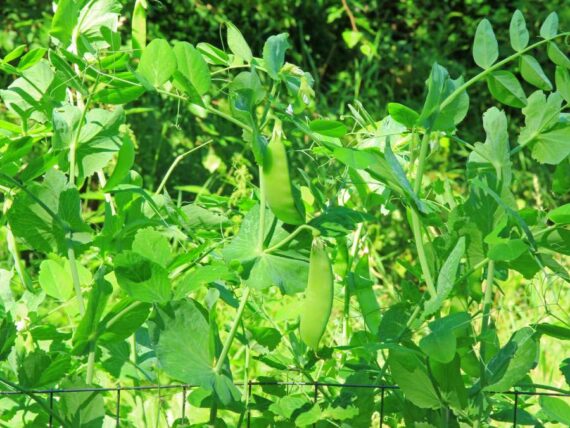 snow pea plant growning on a trellis with snow peas ready for harvest