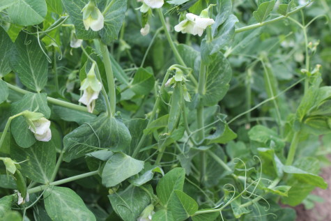 pea plants growing on a trellis