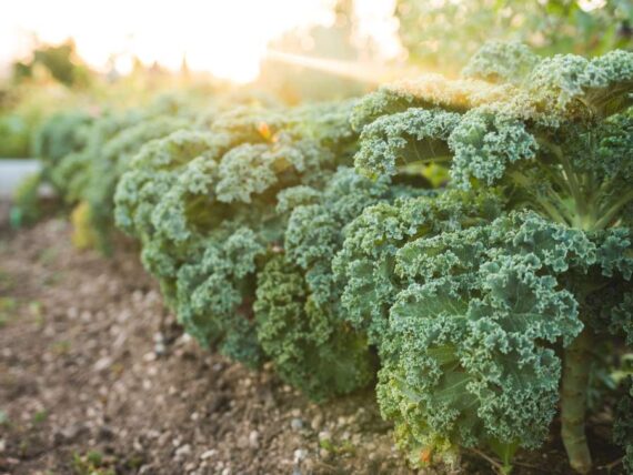 kale plants growing in garden