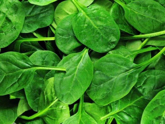 close up of spinach leaves