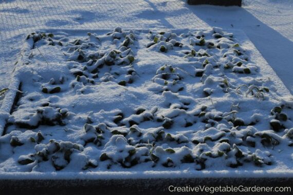 raised bed full of spinach plants covered in a blanket of snow