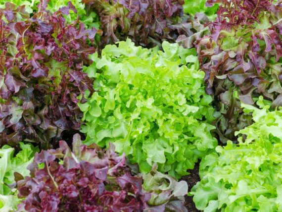 red and green lettuce plants growing in garden