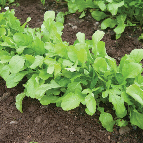 a row of small arugula plants growing in the garden