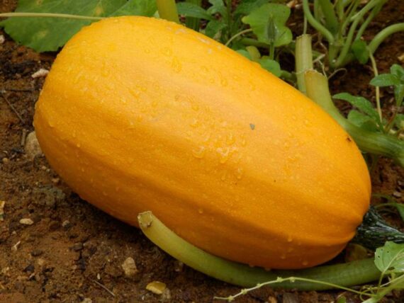 spaghetti squash on garden soil 