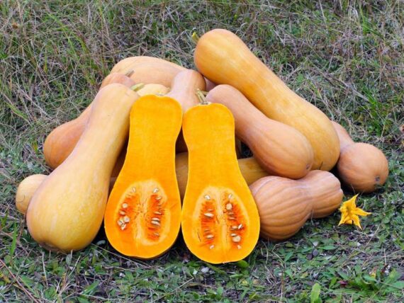 a pile of large butternut squash outside on the ground, with one cut in half to show inside