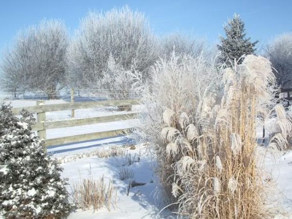 ornamental grasses