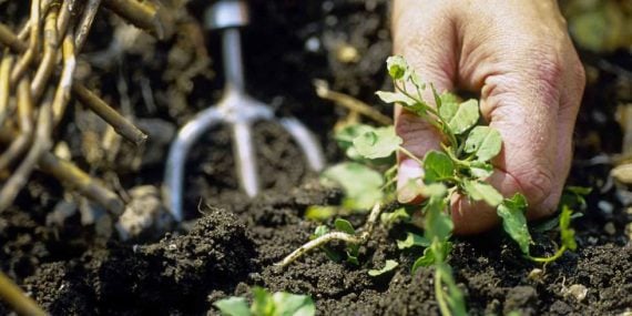 How to Make Safe & Natural Homemade Weed Killer