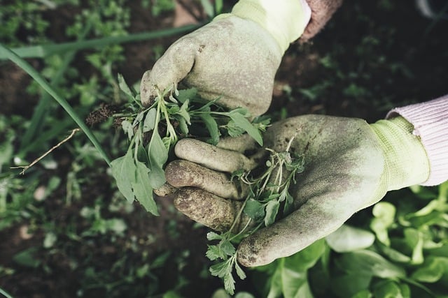 pulling weeds