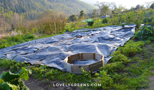 plastic tarp weed suppressant in garden
