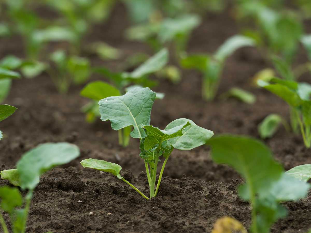 broccoli seedlings in the garden