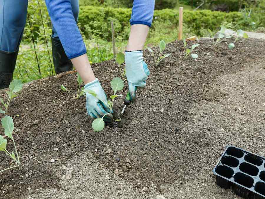 planting small broccoli transplants into the garden