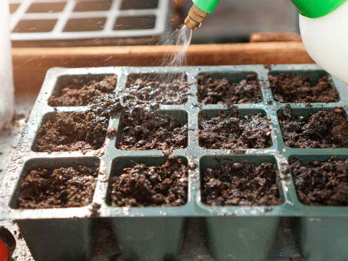 seed starting tray filled with soil