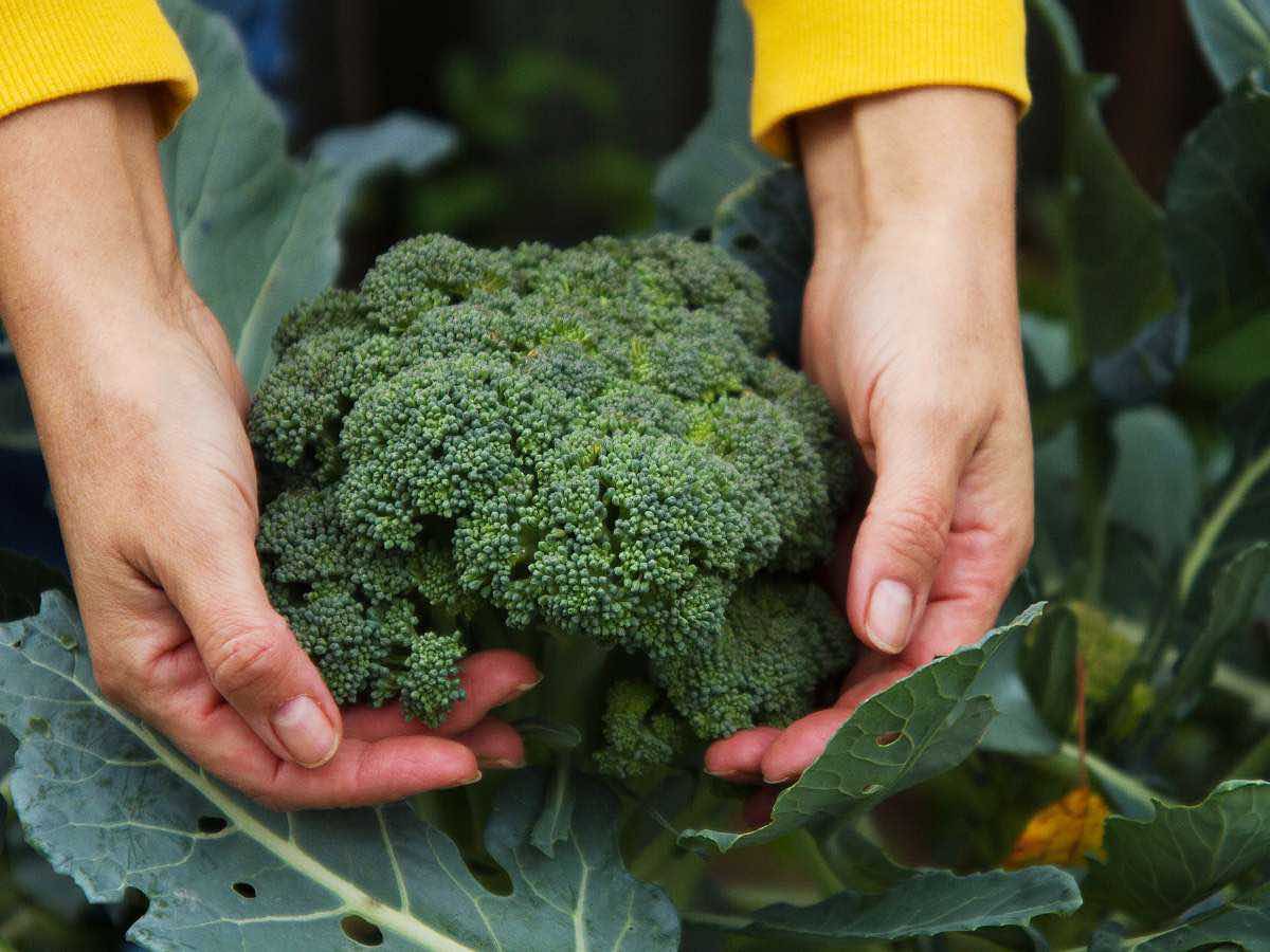 Your closing info to tasty broccoli crowns  • The Yard Glove