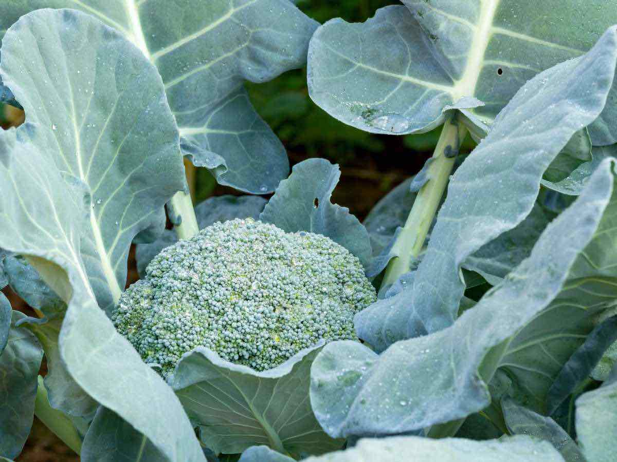 broccoli crown still attached to the plant, ready for harvest