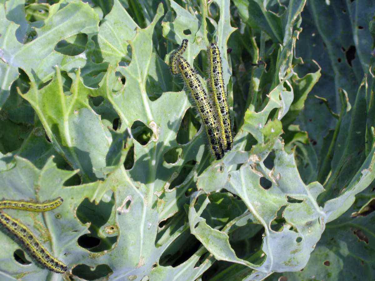 cabbage worms eating broccoli leaves