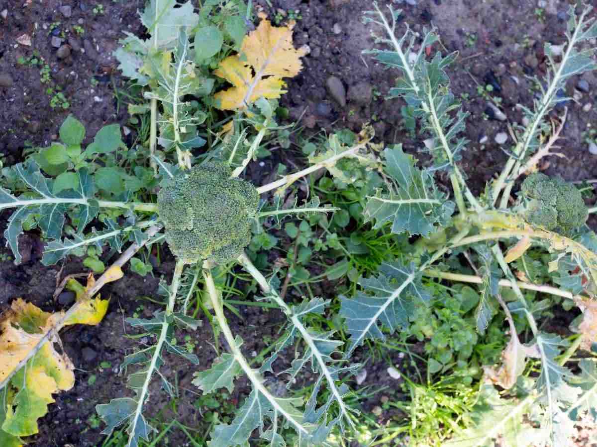 broccoli plant with broccoli crown ready to harvest and leaves destroyed by pests