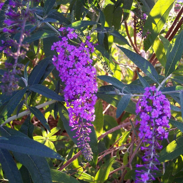 budget garden butterfly bush 