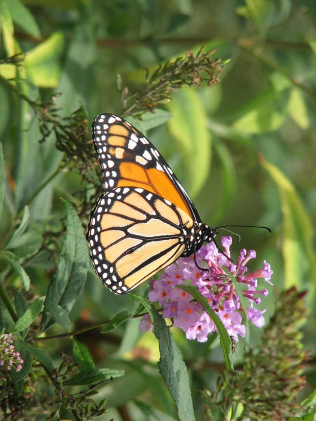 butterfly bush