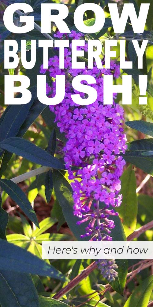 Grow Butterfly Bush! Here's Why (and How!)