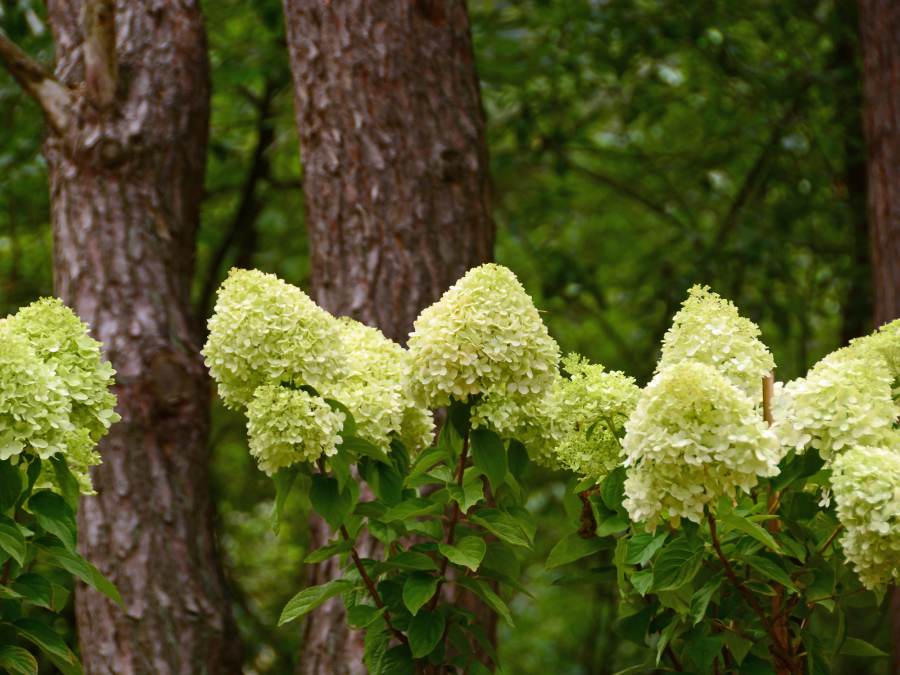 panicle hydrangeas