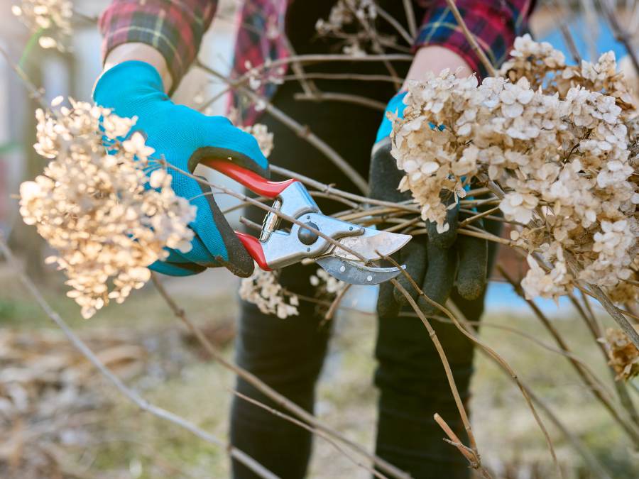 When and How one can Prune Hydrangeas • The Yard Glove