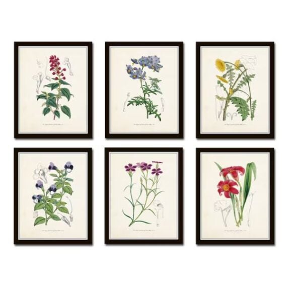 framed botanical prints