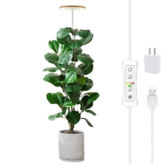 fiddle leaf fig with a grow light