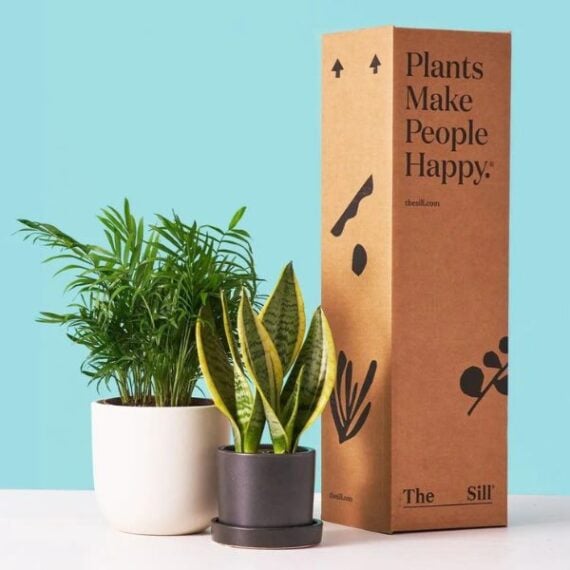 two houseplants next to plant shipping box