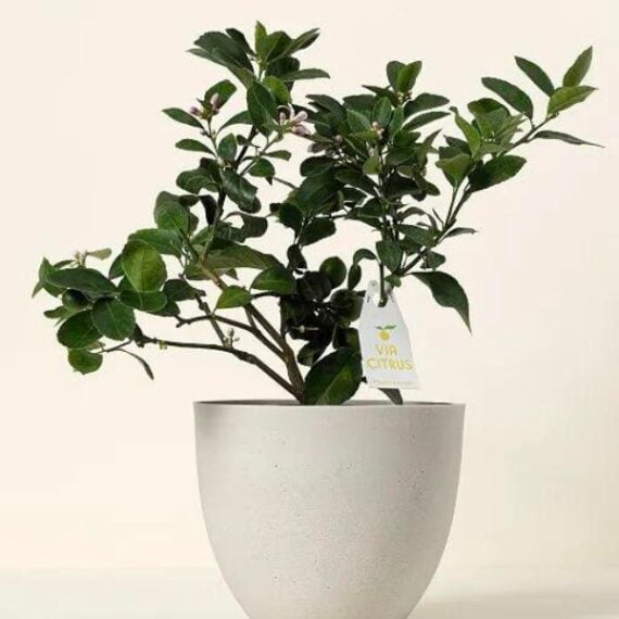 potted citrus tree