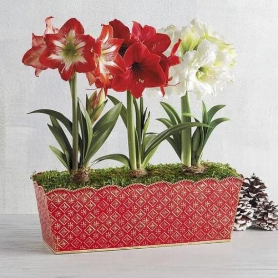 three amaryllis flowers growing from a tin planter