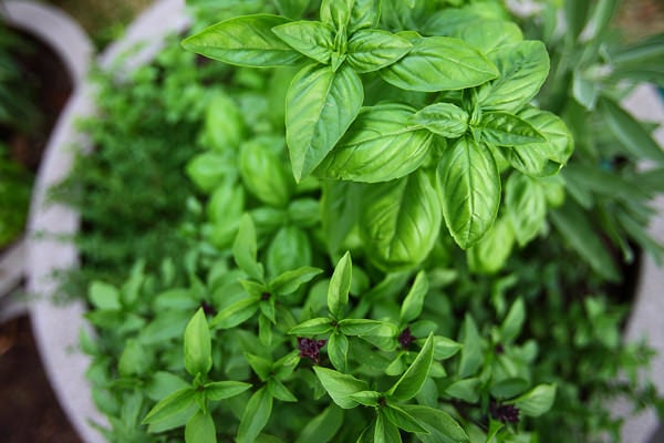 8 Healing Herbs You Can Grow