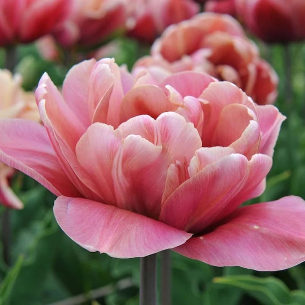 belle époque tulip in bloom