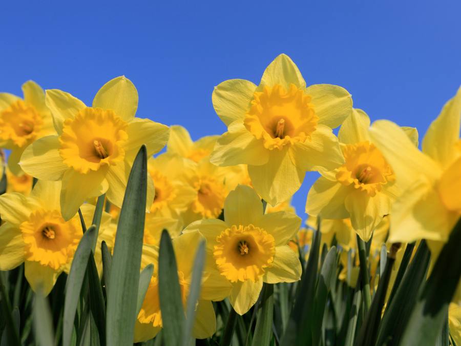 bulbs to plant in fall- daffodils