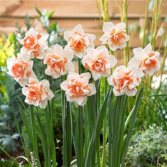 white daffodils with peach colored center petals