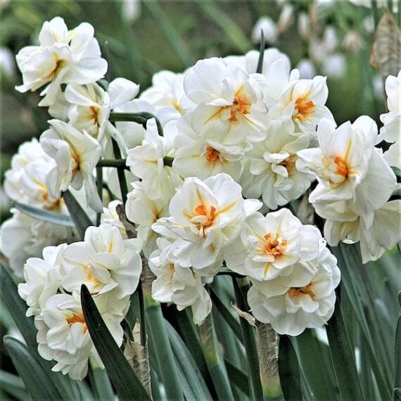 white mini daffodils with multiple flowers per stem called sir winston Churchill daffodils